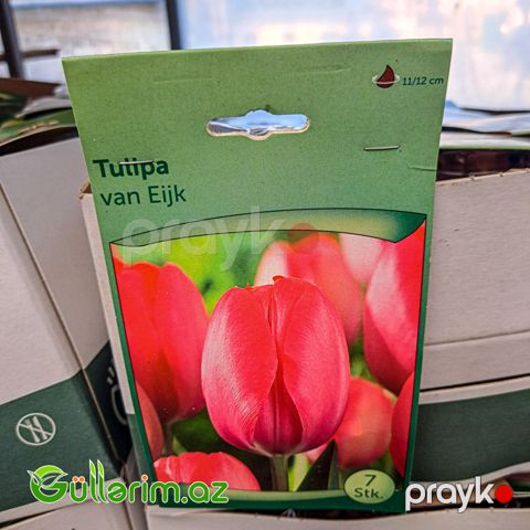 Tulpan Van Eijk (Tülpan)