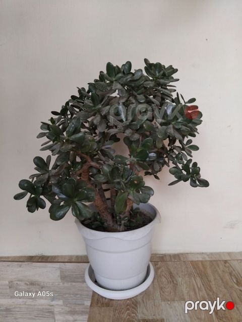 Qızılgül ağacı (Crassula ovata) – iri ölçülü, dekorativ sulu bitki — Lənkəran