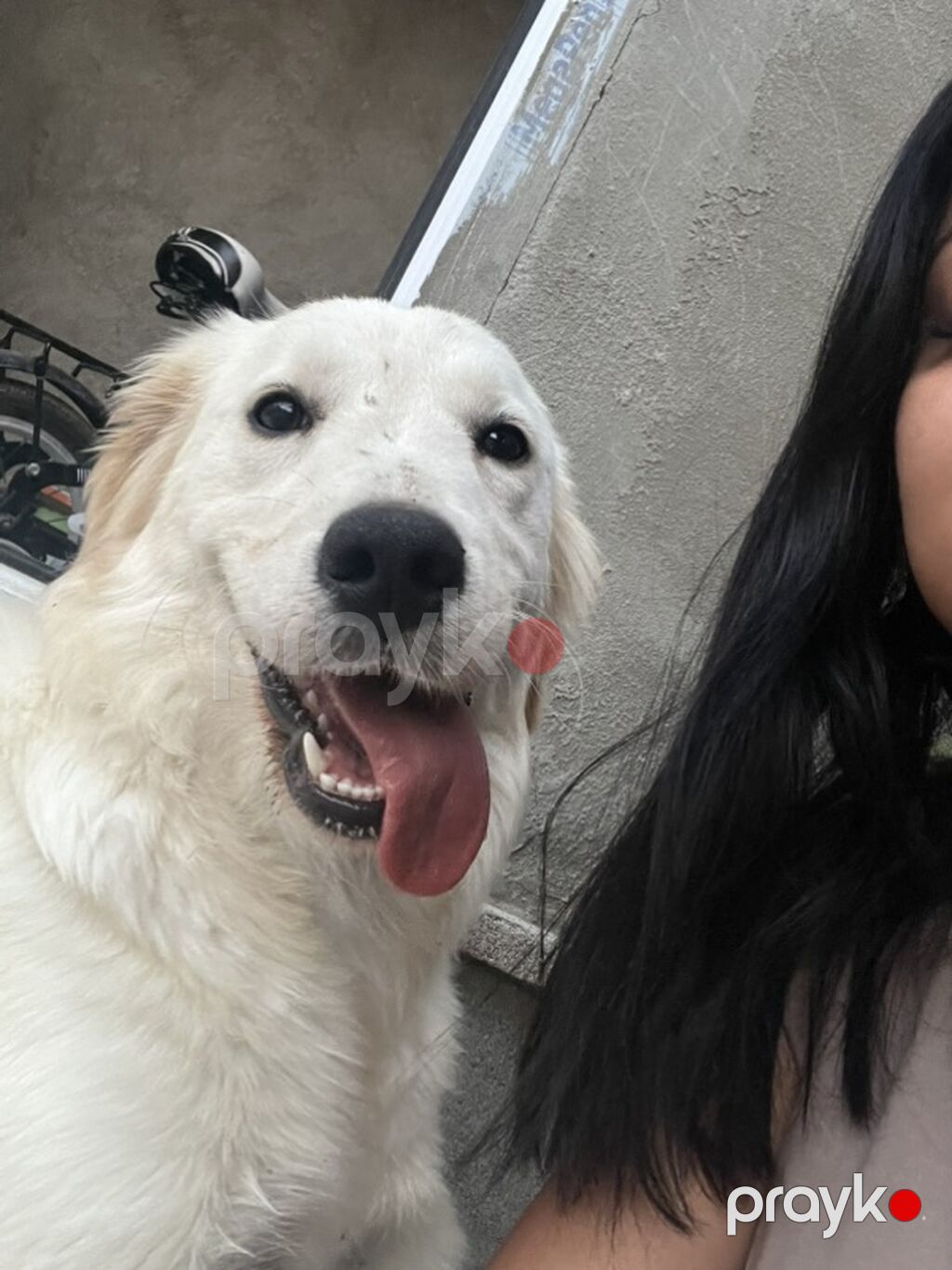 Retriever, 8 ay, Dişi — Köpəklər, Sumqayıt (4)