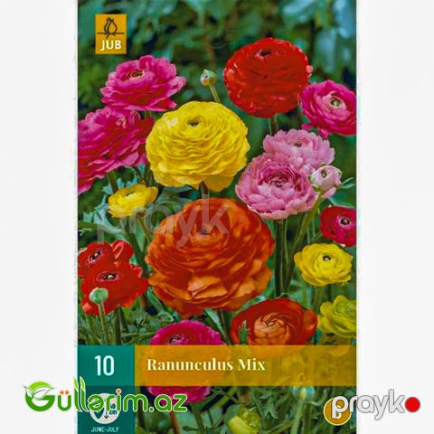Ranunkulus mix