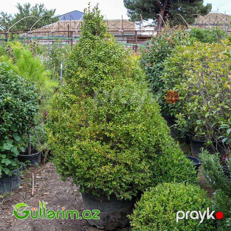 Buksus (Buxus sempervirens) — Bitkilər, Bakı (4)