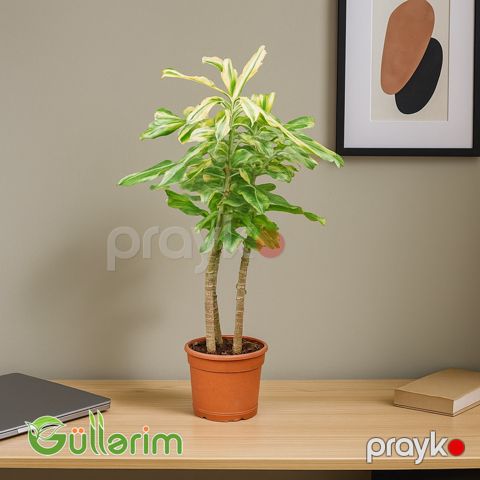 Dracaena fragrans (Drasena fraqnans) — Bakı