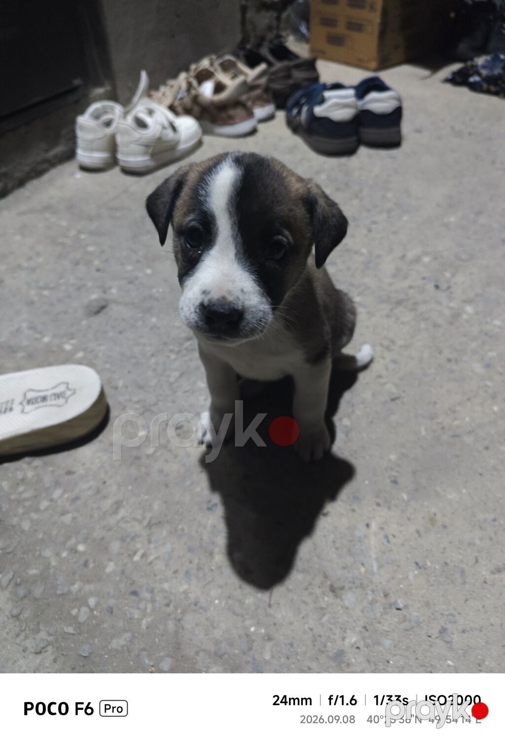 1 ay — Köpəklər, Bakı (4)