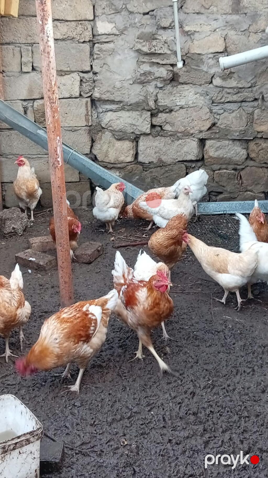Toyuq, Yumurtalıq — Toyuq və xoruz, Digah (2)