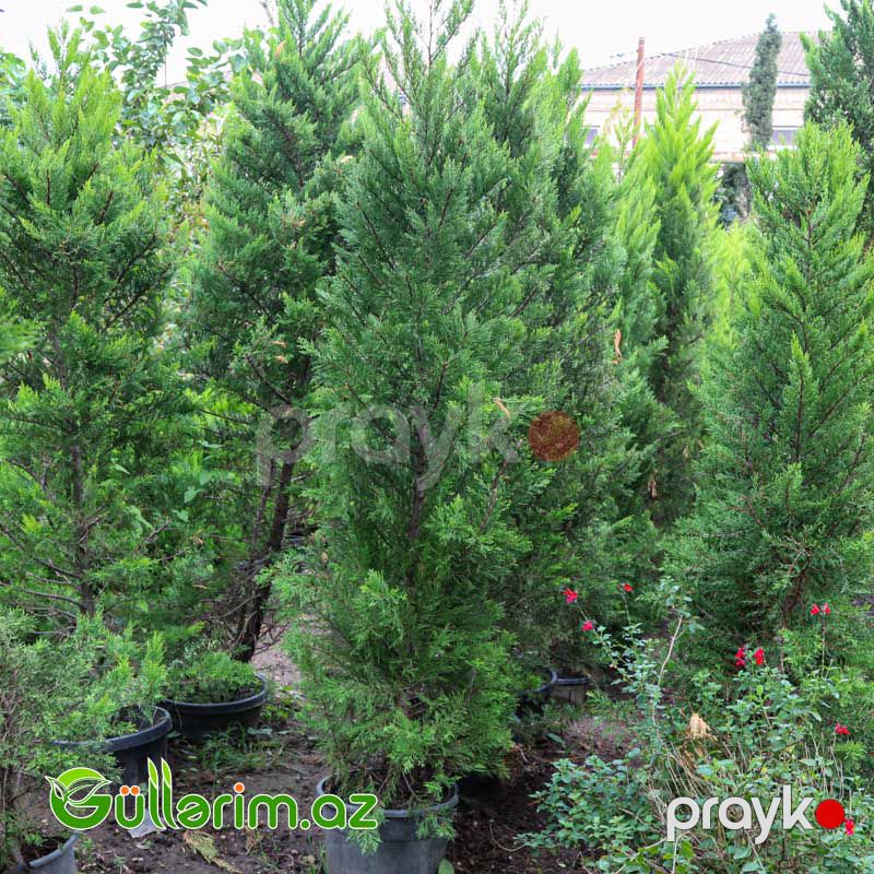Limon Servi (Cupressus macrocarpa 'Goldcrest') — Bitkilər, Bakı (4)