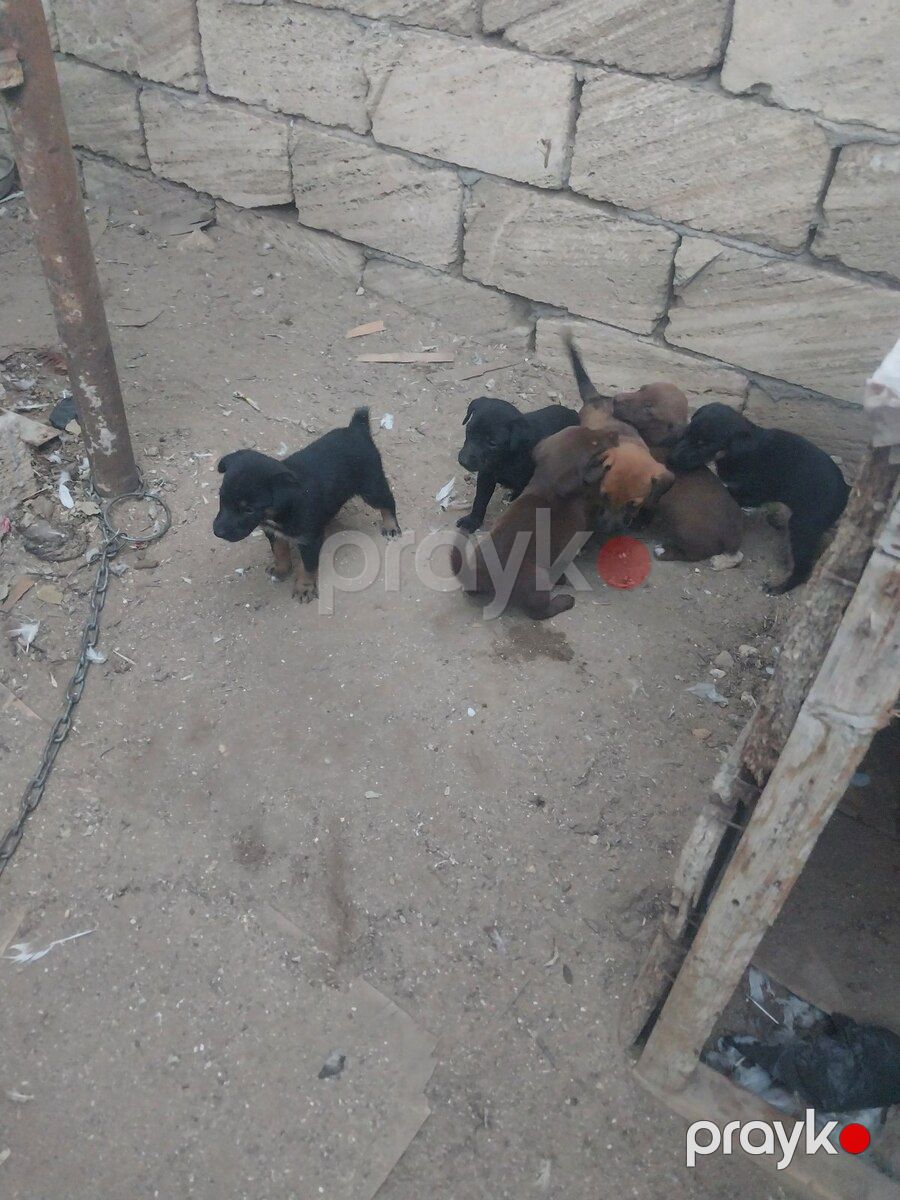 Doberman balaları — Köpəklər, Bakı (10)