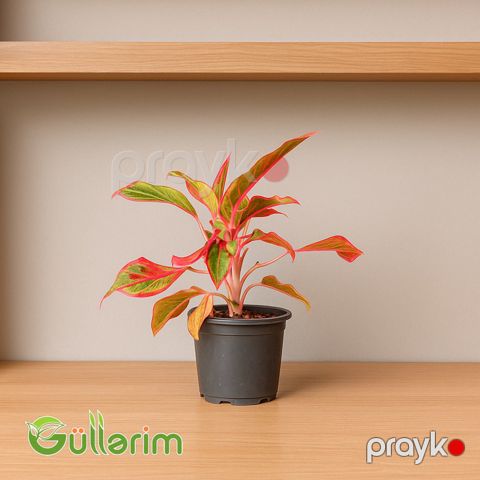 Aqlaonema (Çin həmişəyaşıl bitkisi — Bakı