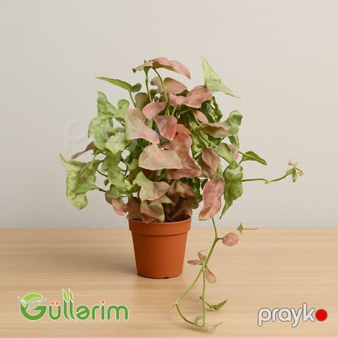 Syngonium podophyllum(Syngonium — Bakı
