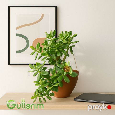 Crassula ovata (Krasula - Pul ağacı) — Bakı