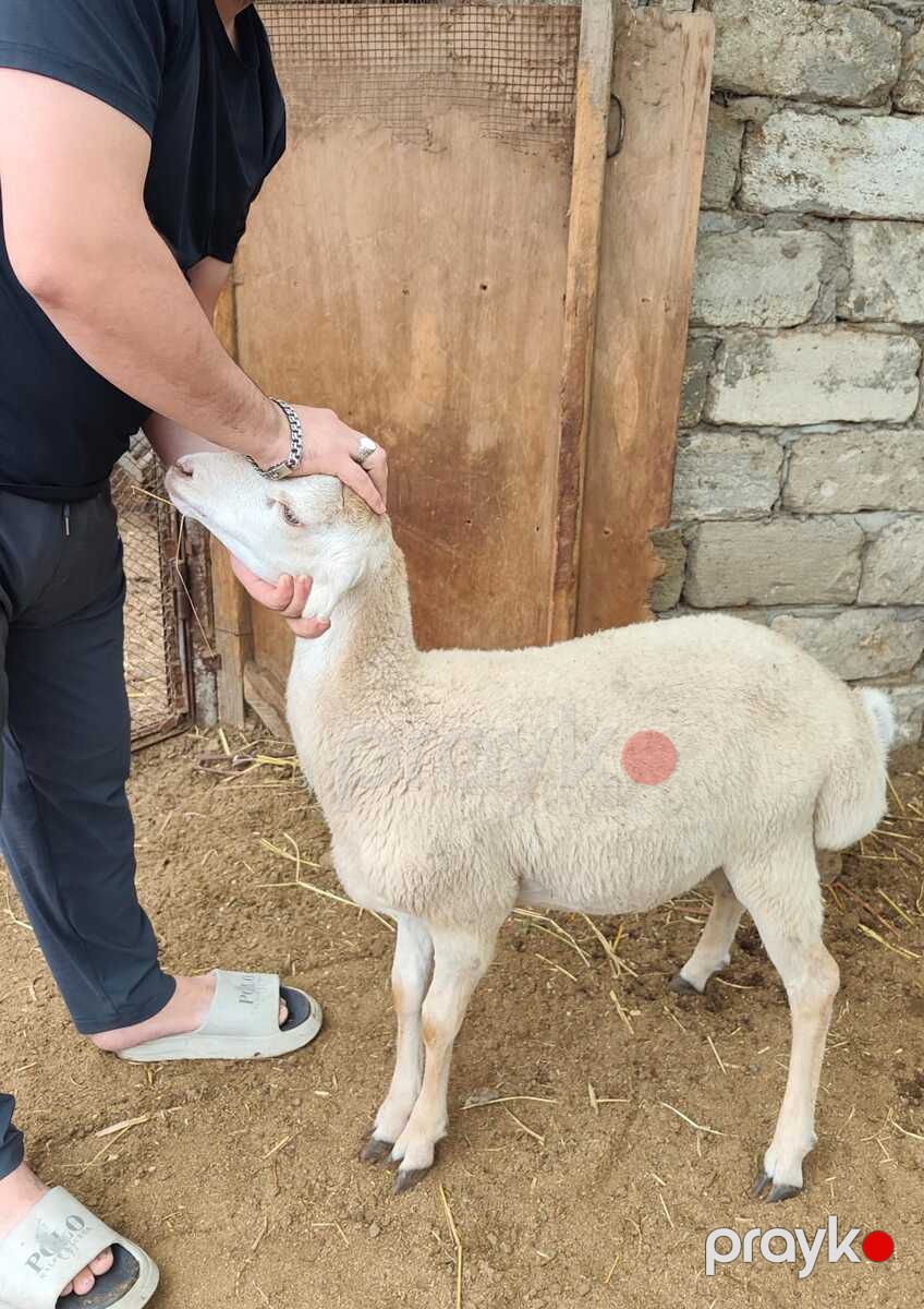 Qoyunlar — Kənd təsərrüfatı heyvanları, Bakı (3)