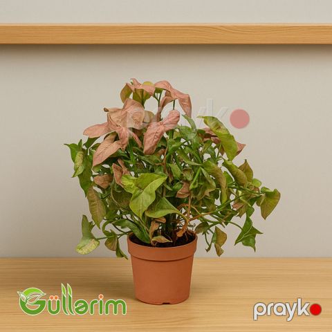 Syngonium (Sinqoniyum) — Bakı