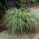 Zolaqlı Carex (Carex morrowii ‘Variegata’) — Goods