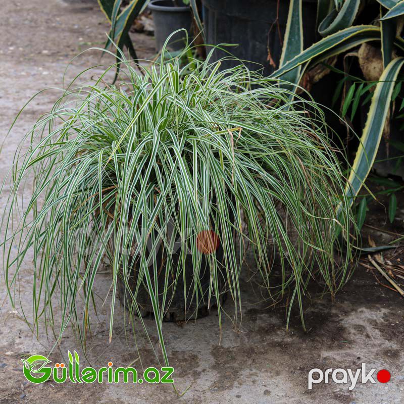 Zolaqlı Carex (Carex morrowii ‘Variegata’) — Bitkilər, Bakı (2)