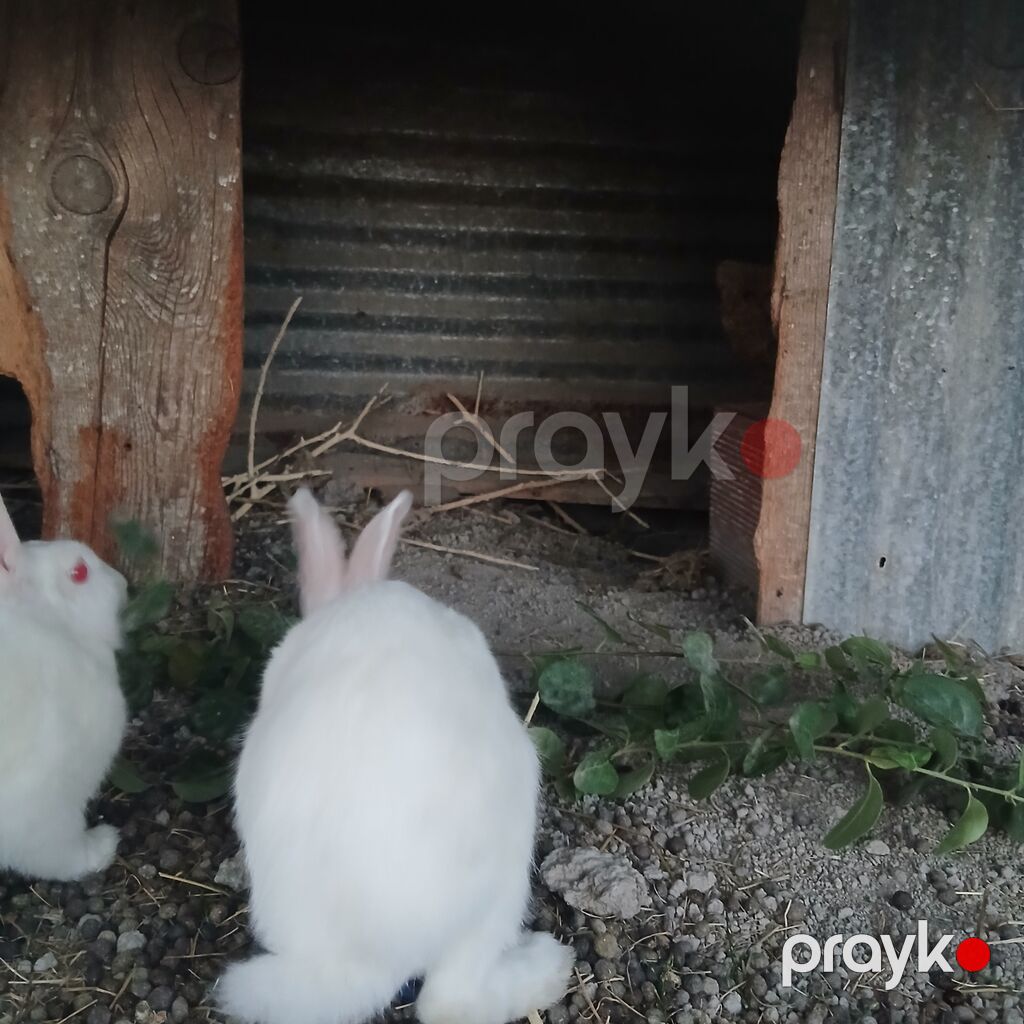 Ağ albin dovşanı satılır səmi 13 azn - Cins/type: ağ albin — Dovşanlar, Göyçay (4)