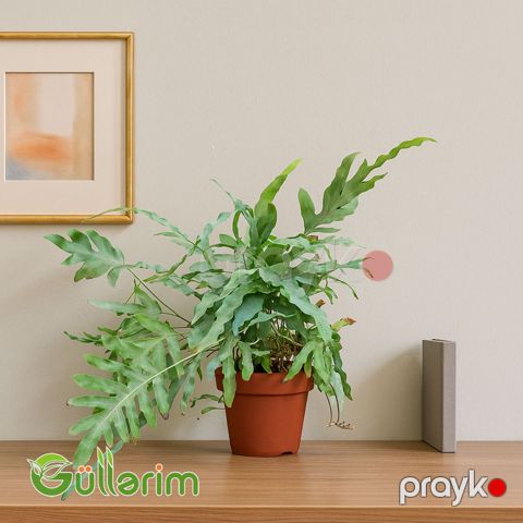 Philodendron bipinnatifidum (Filodendron — Bakı