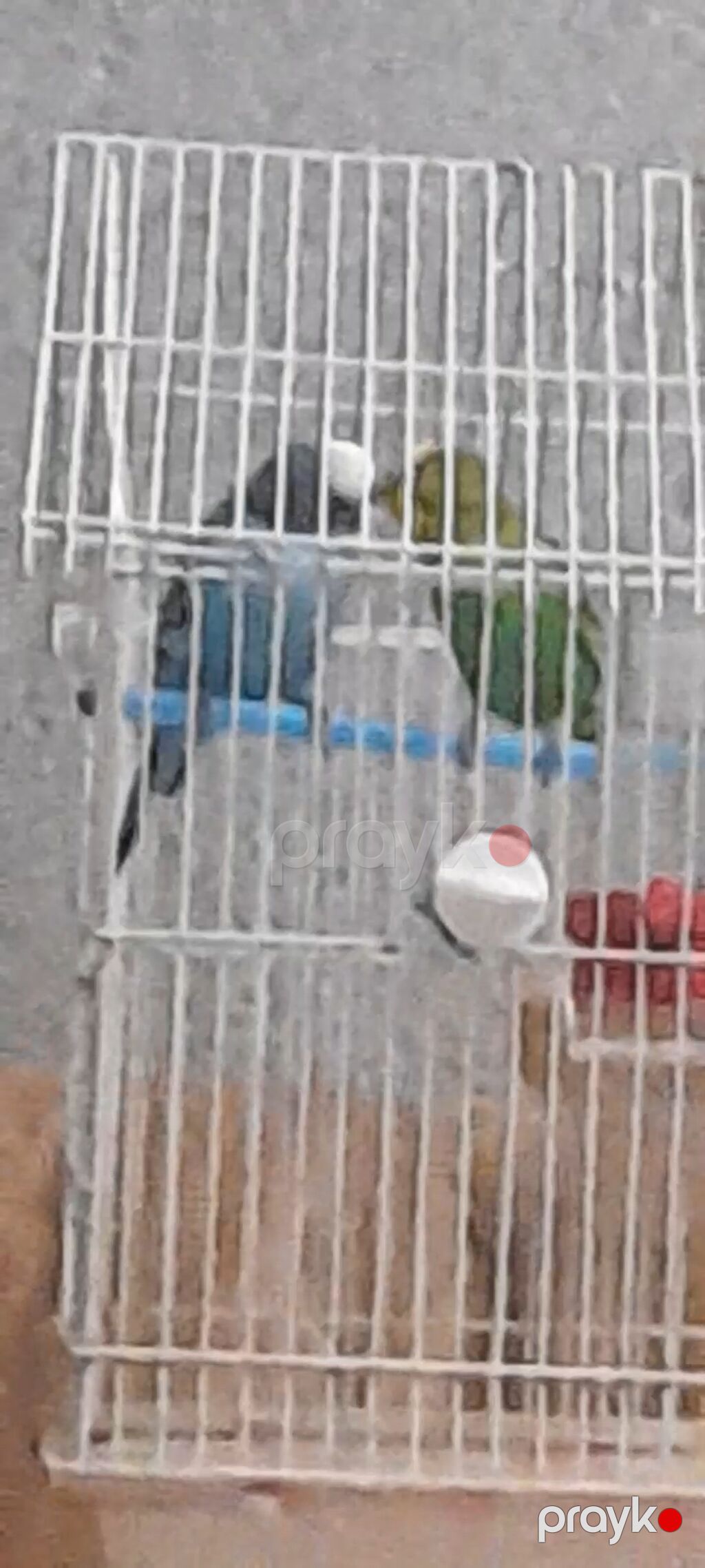 2 quş sağlam 1 qəfəs birdə yem verrəm Təsvir: - Növ: Dalğalı papuqay — Qəfəslər, Bakı (4)