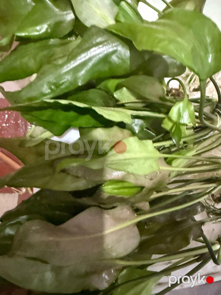 Akvarium üçün təbii güllər — Akvariumlar və balıqlar, Bakı (3)
