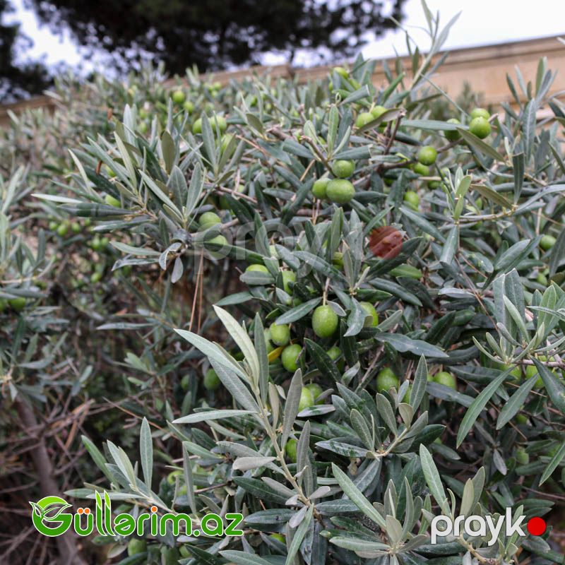 Zeytun Ağacı — Bitkilər, Bakı (3)