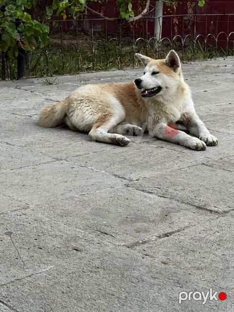 Akita-inu — Bakı