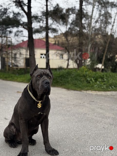 Kane-Korso, 1 ay, Erkək, Peyvəndli, Ünvandan götürmə — Bakı