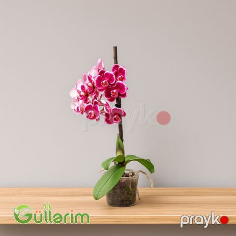Rəngli Orxideya (Phalaenopsis) — Bakı