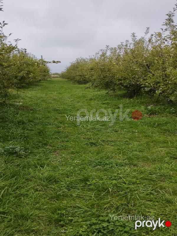 Satılır Torpaq sahəsi, 115 sot, Quba — Torpaq, Quba (8)