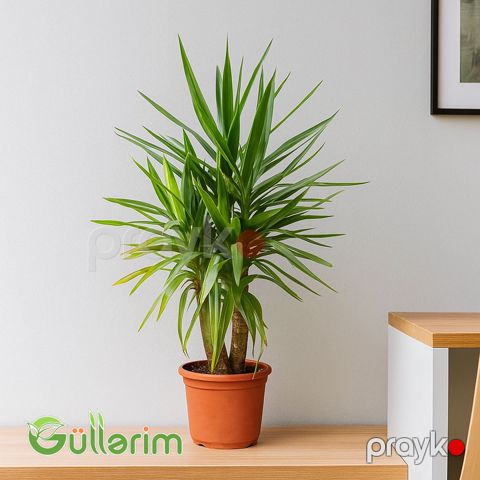 Yukka (Yucca) — Bakı