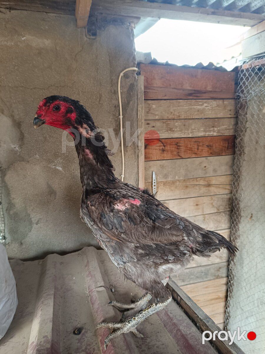 Heyratı fərə — Quşlar, Sumqayıt (9)