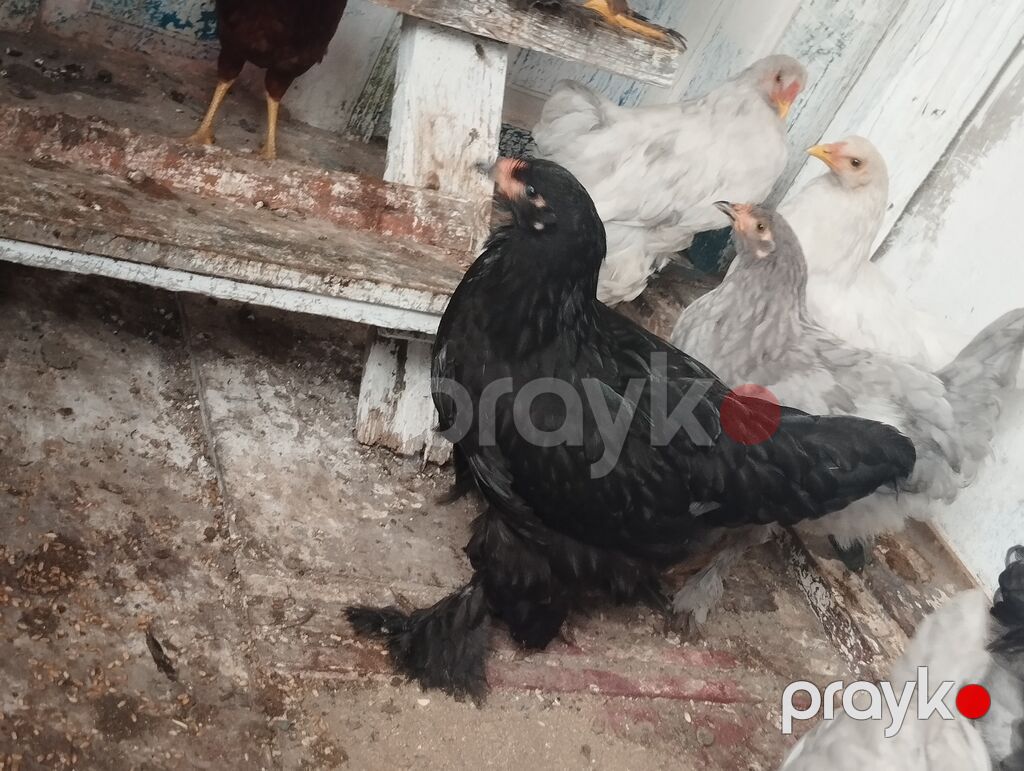 Toyuq, Brama, Damazlıq, Ünvandan götürmə — Toyuq və xoruz, Bakı (2)