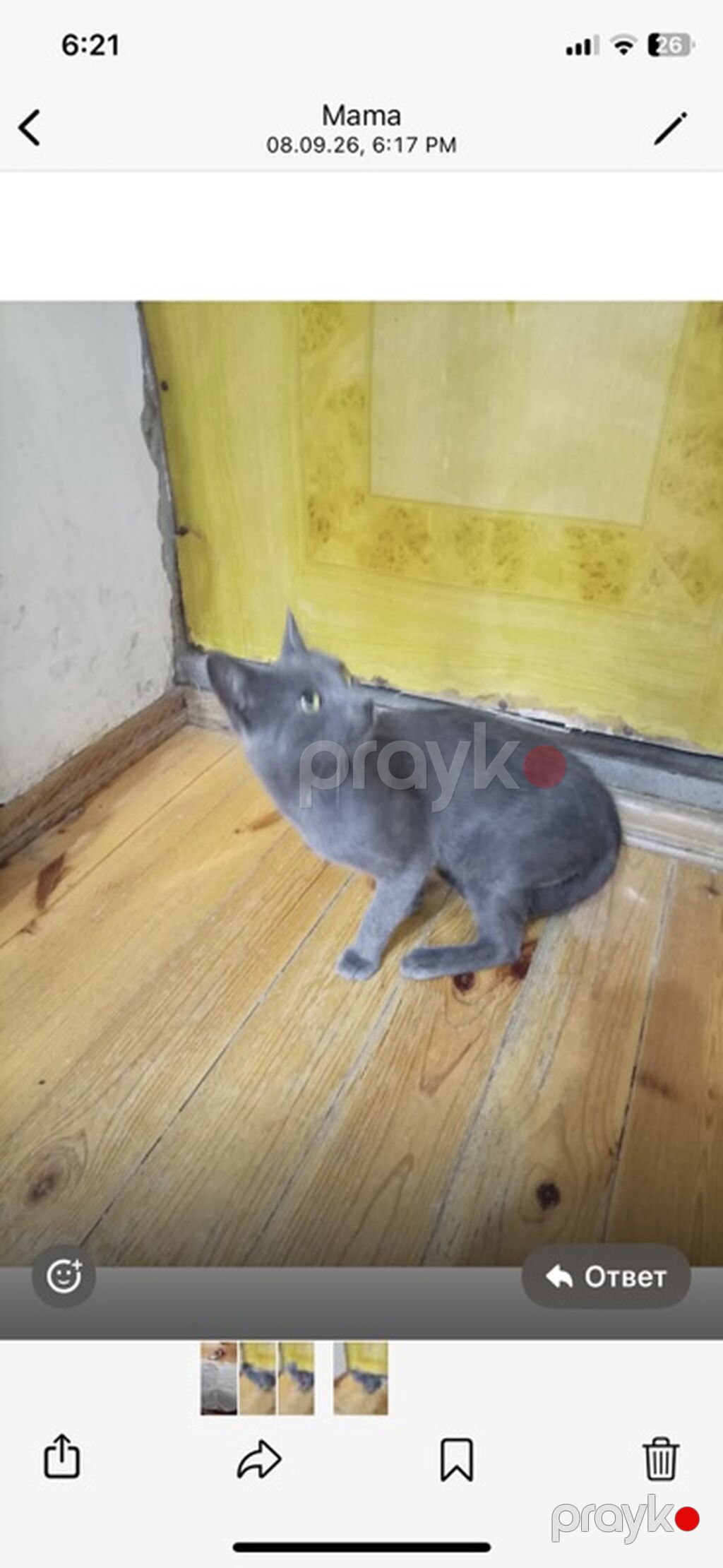 Rus mavisi — Pişiklər, Digah (2)