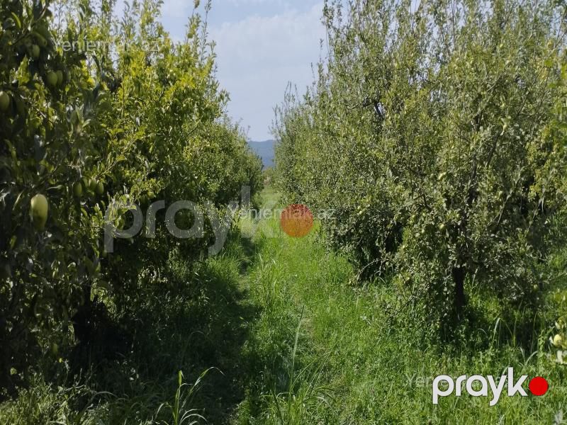 Satılır Torpaq sahəsi, 115 sot, Quba — Torpaq, Quba (11)