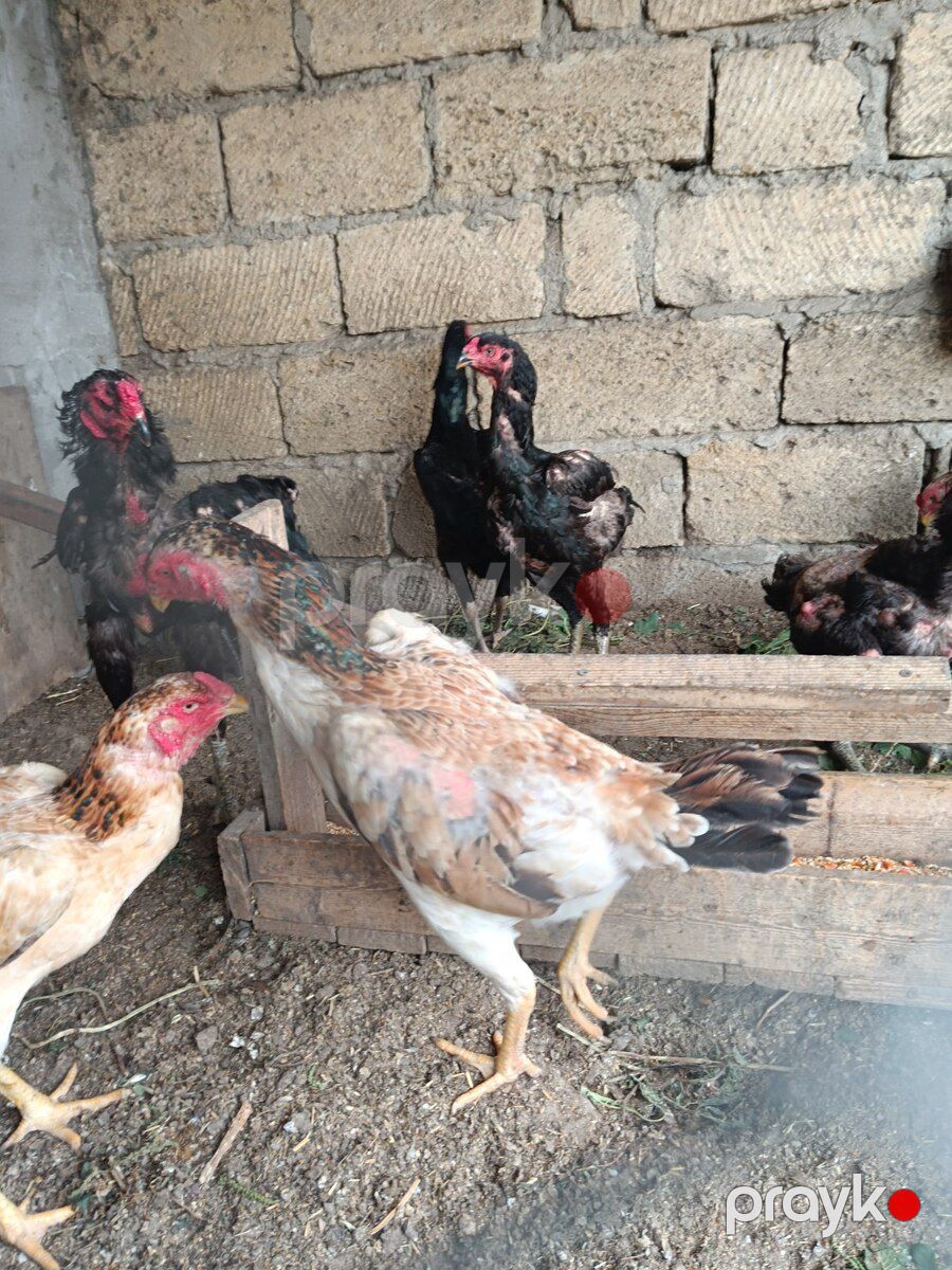 Heyratı fərə — Quşlar, Sumqayıt (12)