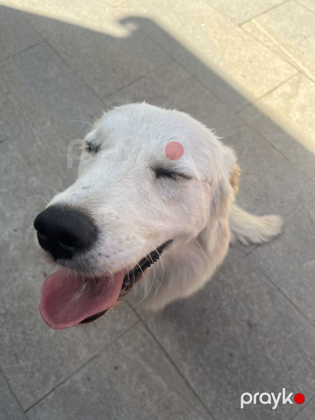 Retriever, 8 ay, Dişi — Köpəklər, Sumqayıt (3)