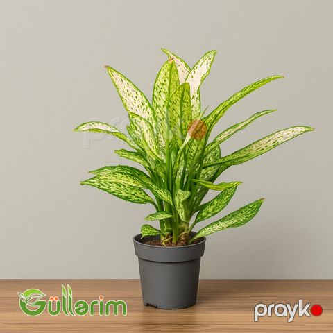 Difenbahiya (Dieffenbachia) — Bakı