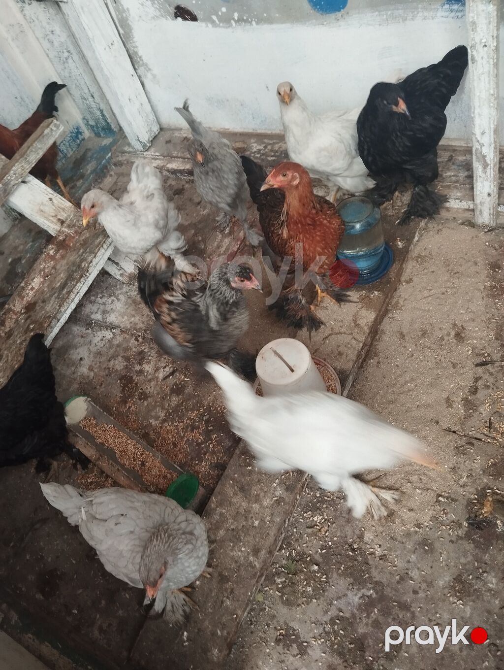 Toyuq, Brama, Damazlıq, Ünvandan götürmə — Toyuq və xoruz, Bakı (5)