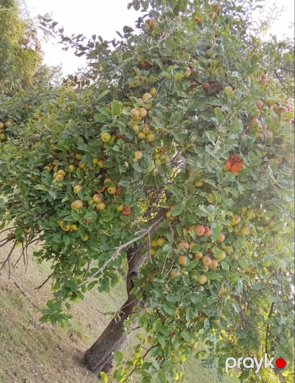 6 sot, Tikinti, Mülkiyyətçi, Kupça (Çıxarış) — Torpaq, Bakı (8)