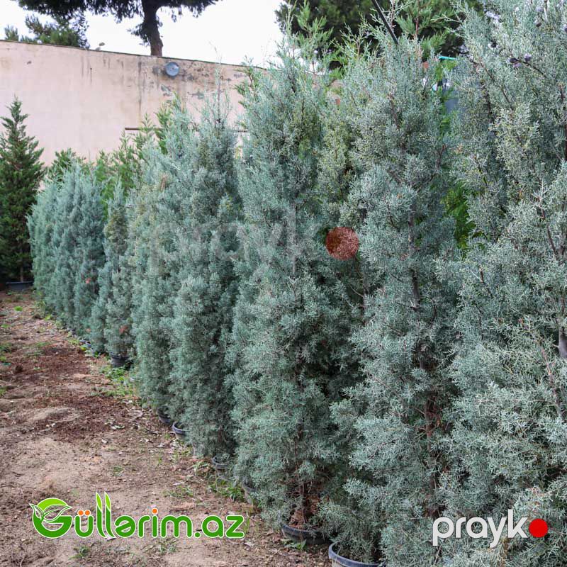 Arizona kiparis (Cupressus arizonica) — Bitkilər, Bakı (2)