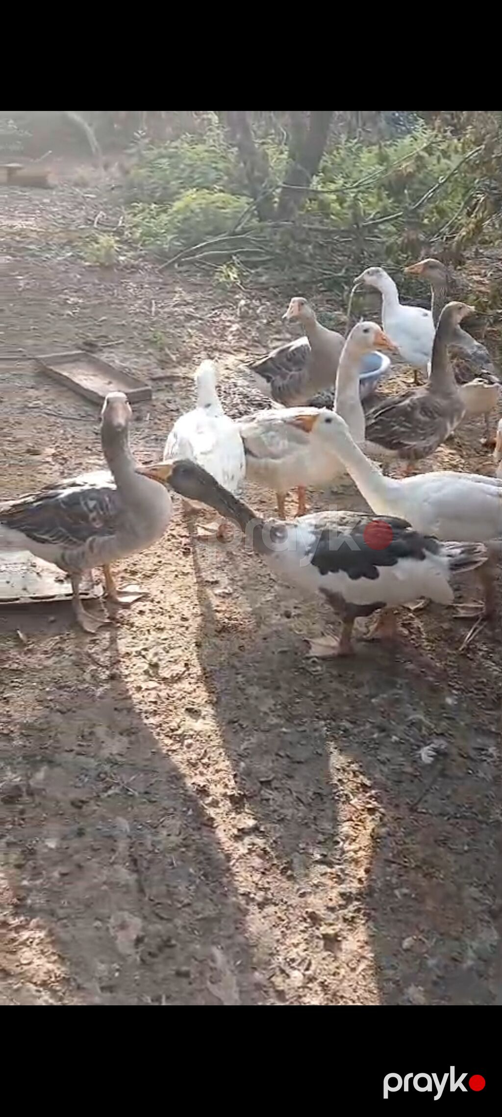 6 aylıq yerli qazlar satılır tam sağlam kənd şərayitində böyudulub — Digərləri, Lənkəran (5)