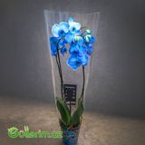 Mavi Orxideya (Phalaenopsis Blue Orchid) — Mallar