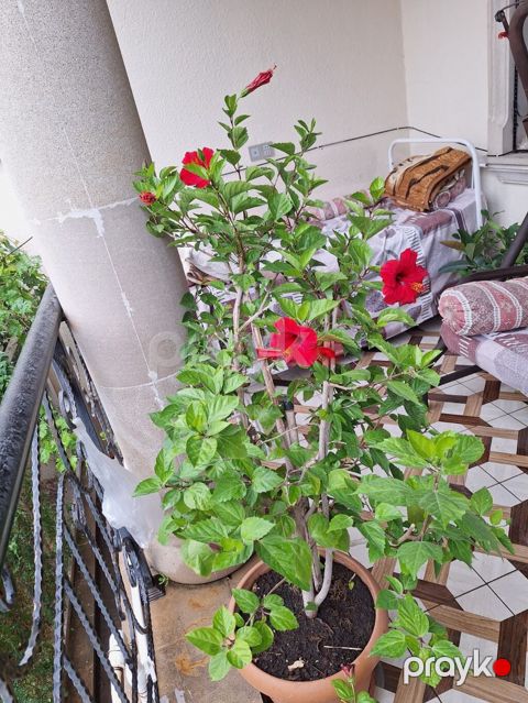 Qırmızı çiçəkli hibiskus (Hibiscus rosa‑sinensis) – iri saksıda — Bakı