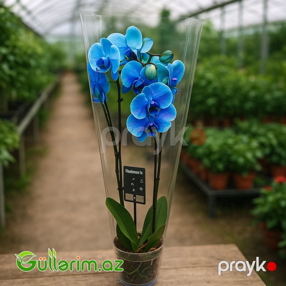 Mavi Orxideya (Phalaenopsis Blue Orchid) — Bitkilər, Bakı (2)