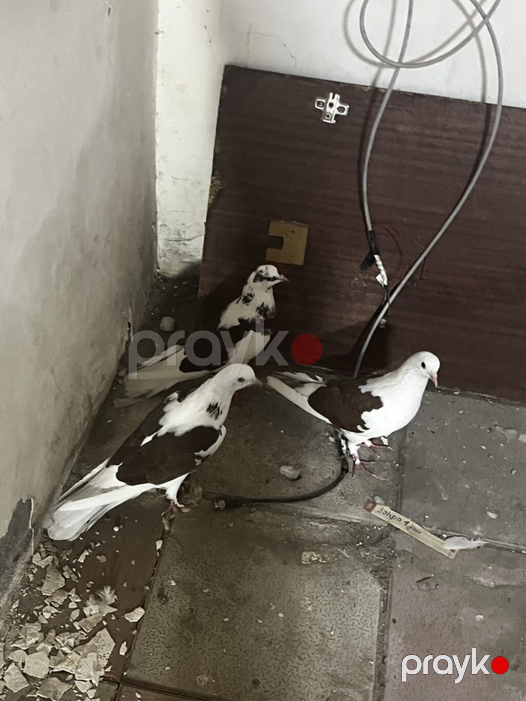 Hazır cütdülər təmiz bakı quşlarl təmiz çeplərdi. 3ü 50manat — Göyərçin, Digah (3)