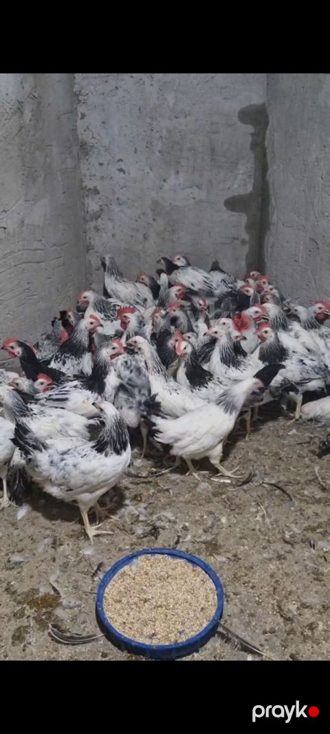 Toyuq, Ətlik, Pulsuz çatdırılma — Sumqayıt