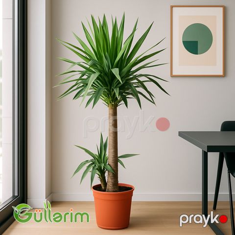 Yukka Palm (Yucca) — Bakı