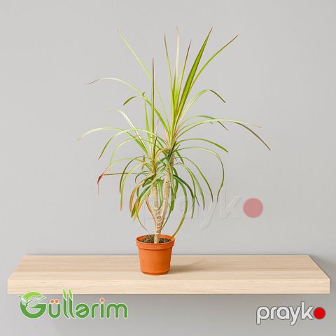 Dracaena reflexa (Dracaena) — Bakı
