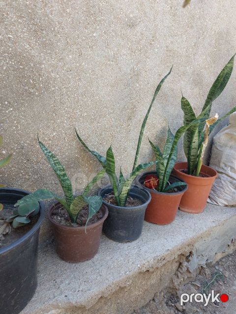 Sansevieria satılır — Bakı
