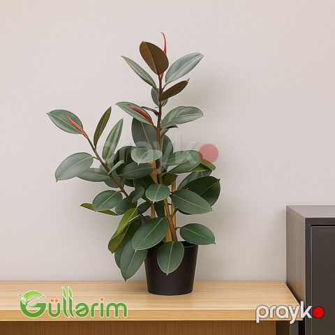 Ficus Elastica (Fikus elastika) — Bakı