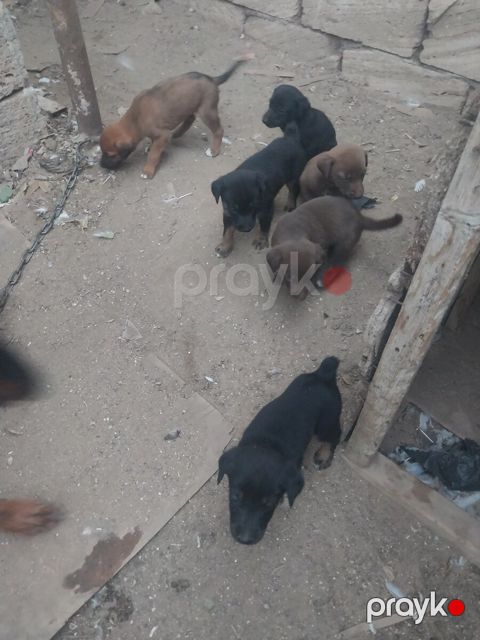 Doberman balaları — Bakı