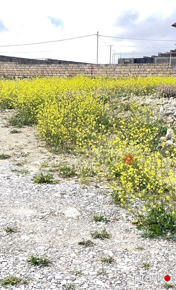 7 sot torpaq sahəsi, Şıxov qəs — Torpaq, Bakı (6)