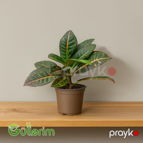 Kroton (Codiaeum variegatum) — Bakı